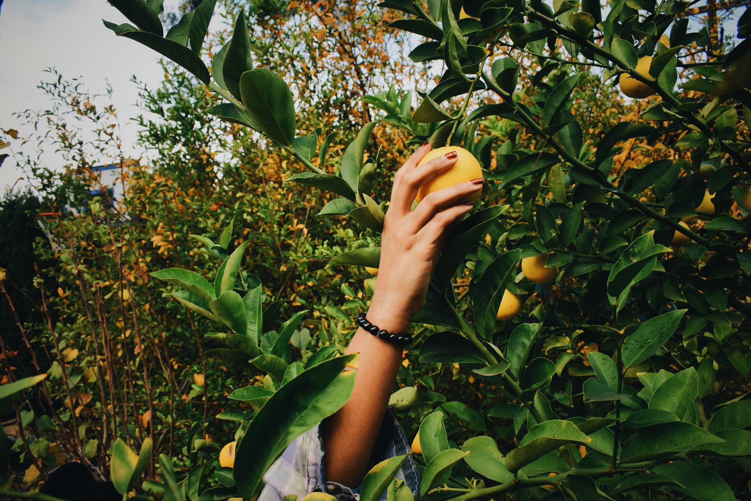 A hand picking fresh citrus in the center's garden